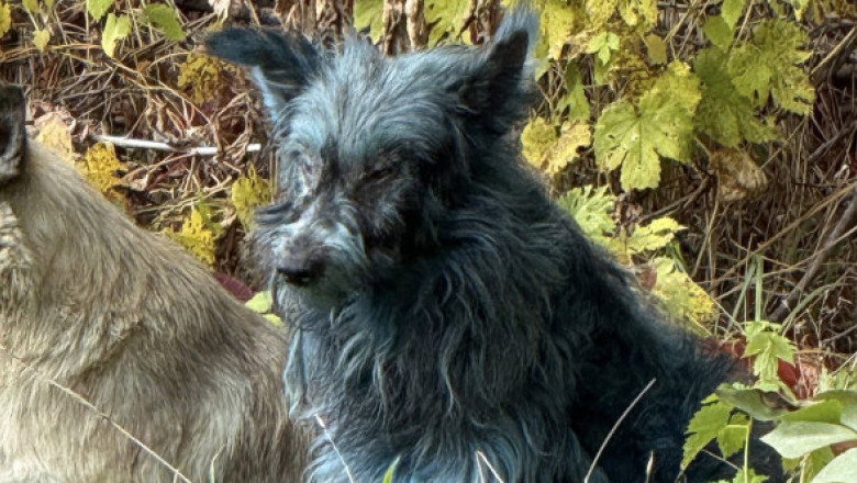 Misterul câinilor „albaștri” de la Cernobîl, demontat de un om de știință. Explicația surprinzătoare nu are legătură cu radiațiile