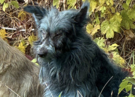 Misterul câinilor „albaștri” de la Cernobîl, demontat de un om de știință. Explicația surprinzătoare nu are legătură cu radiațiile