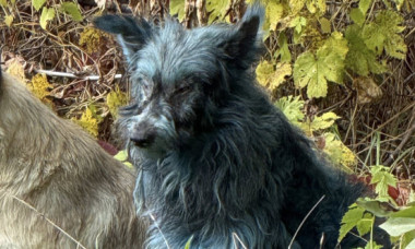 Misterul câinilor „albaștri” de la Cernobîl, demontat de un om de știință. Explicația surprinzătoare nu are legătură cu radiațiile