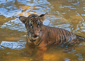 „Am fost devastaţi când am pierdut-o”. Tigrul malaezian, aflat în pericol critic de dispariţie, tot mai ameninţat de braconaj