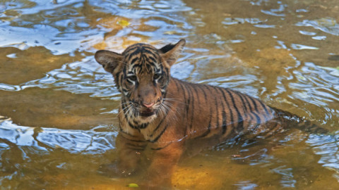 „Am fost devastaţi când am pierdut-o”. Tigrul malaezian, aflat în pericol critic de dispariţie, tot mai ameninţat de braconaj