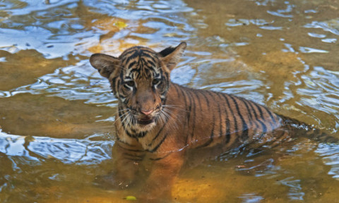 „Am fost devastaţi când am pierdut-o”. Tigrul malaezian, aflat în pericol critic de dispariţie, tot mai ameninţat de braconaj