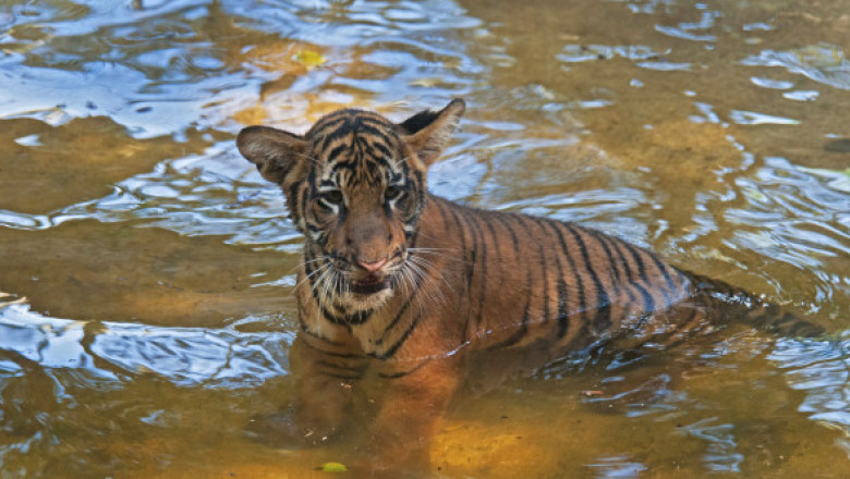 „Am fost devastaţi când am pierdut-o”. Tigrul malaezian, aflat în pericol critic de dispariţie, tot mai ameninţat de braconaj