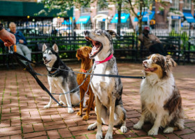 Ce rasă de câine ți se potrivește în funcție de zodie. Află ce prieten blănos ți-a fost „sortit” de stele