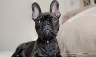 E o rasă adorată, dar controversată. Un veterinar susține că buldogul francez „ar trebui interzis”