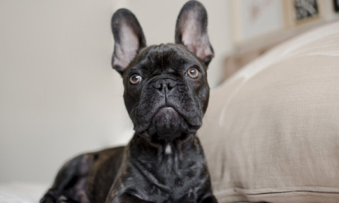 E o rasă adorată, dar controversată. Un veterinar susține că buldogul francez „ar trebui interzis”