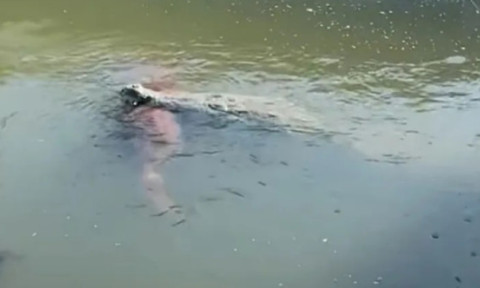 Crocodil uriaș, filmat cu un câine în gură într-un canal din Florida: „Cea mai mare teamă s-a adeverit”