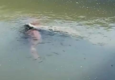 Crocodil uriaș, filmat cu un câine în gură într-un canal din Florida: „Cea mai mare teamă s-a adeverit”