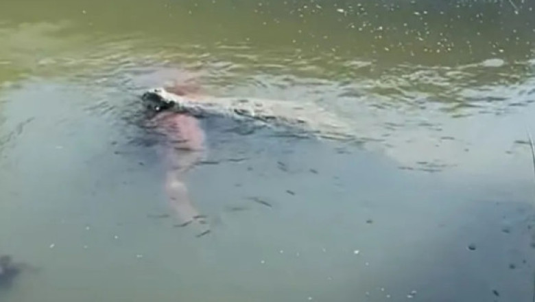Crocodil uriaș, filmat cu un câine în gură într-un canal din Florida: „Cea mai mare teamă s-a adeverit”