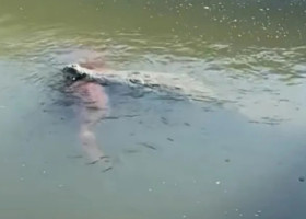 Crocodil uriaș, filmat cu un câine în gură într-un canal din Florida: „Cea mai mare teamă s-a adeverit”