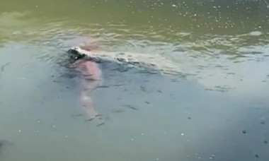 Crocodil uriaș, filmat cu un câine în gură într-un canal din Florida: „Cea mai mare teamă s-a adeverit”