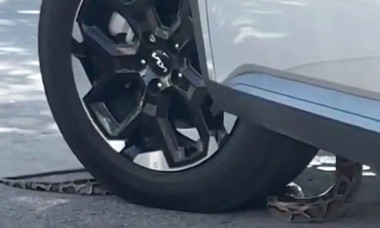 Momentul când un șarpe se strecoară în mașină unui bărbat care aștepta la un drive-thru în Florida. Imaginile sunt virale