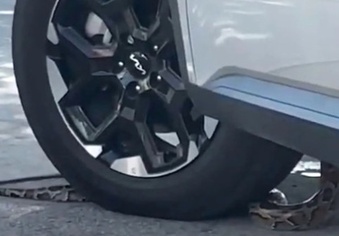 Momentul când un șarpe se strecoară în mașină unui bărbat care aștepta la un drive-thru în Florida. Imaginile sunt virale