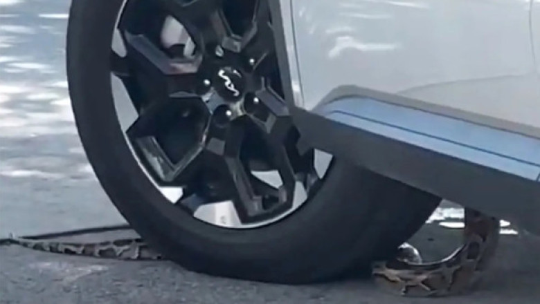 Momentul când un șarpe se strecoară în mașină unui bărbat care aștepta la un drive-thru în Florida. Imaginile sunt virale