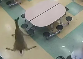 Haos la un liceu din Ohio. Un cerb a dat buzna prin geamul cantinei în timpul micului dejun