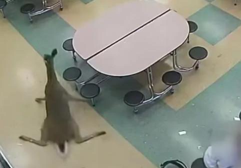 Haos la un liceu din Ohio. Un cerb a dat buzna prin geamul cantinei în timpul micului dejun