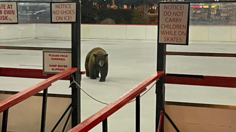 Momentul când un urs apare pe un patinoar, deschis recent pentru localnici: „A vrut să-l încerce pentru noi”. Imaginile sunt virale
