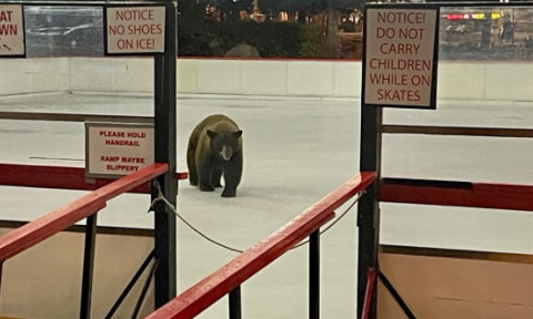 Momentul când un urs apare pe un patinoar, deschis recent pentru localnici: „A vrut să-l încerce pentru noi”. Imaginile sunt virale