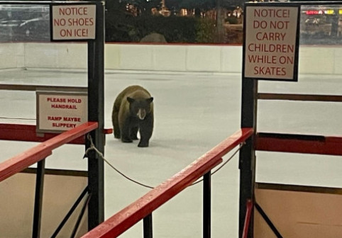 Momentul când un urs apare pe un patinoar, deschis recent pentru localnici: „A vrut să-l încerce pentru noi”. Imaginile sunt virale