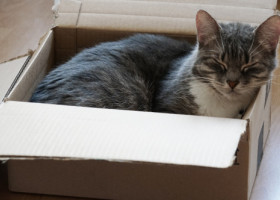 O pisică a fost expediată din greșeală într-un colet în Germania. Angajata unei brutării a auzit mieunatul și a salvat animalul la timp