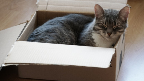 O pisică a fost expediată din greșeală într-un colet în Germania. Angajata unei brutării a auzit mieunatul și a salvat animalul la timp