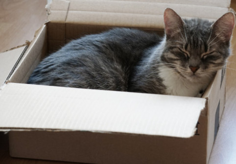 O pisică a fost expediată din greșeală într-un colet în Germania. Angajata unei brutării a auzit mieunatul și a salvat animalul la timp