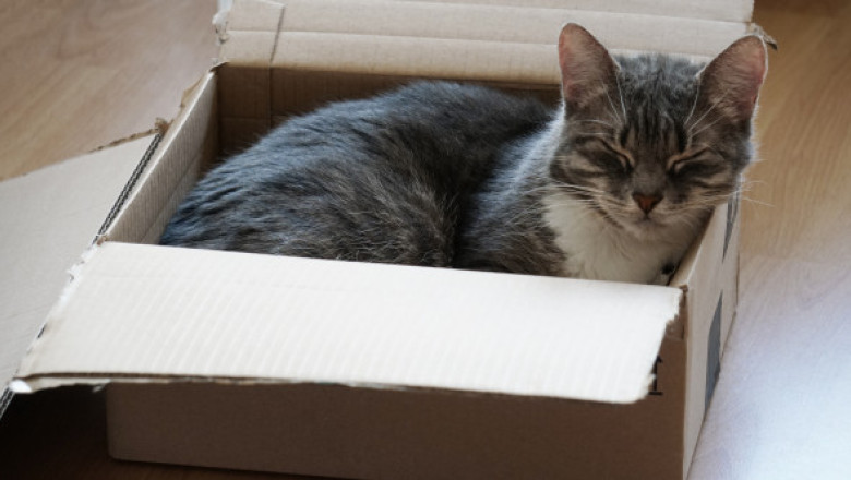 O pisică a fost expediată din greșeală într-un colet în Germania. Angajata unei brutării a auzit mieunatul și a salvat animalul la timp