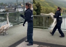 Momentul când o polițistă capturează o lebădă agresivă cu mâinile goale, pe un drum aglomerat. Imaginile sunt virale