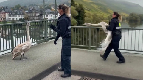 Momentul când o polițistă capturează o lebădă agresivă cu mâinile goale, pe un drum aglomerat. Imaginile sunt virale