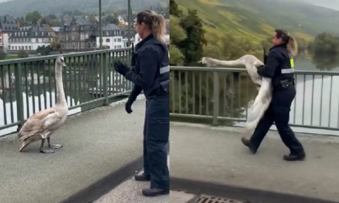 Momentul când o polițistă capturează o lebădă agresivă cu mâinile goale, pe un drum aglomerat. Imaginile sunt virale