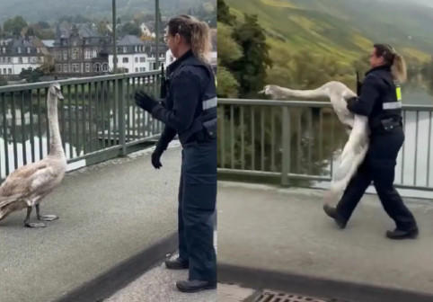 Momentul când o polițistă capturează o lebădă agresivă cu mâinile goale, pe un drum aglomerat. Imaginile sunt virale