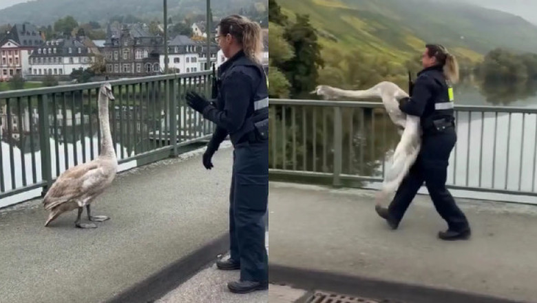 Momentul când o polițistă capturează o lebădă agresivă cu mâinile goale, pe un drum aglomerat. Imaginile sunt virale