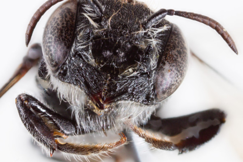 „Albina Lucifer”, noua descoperire din Australia/ Profimedia