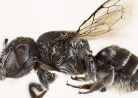 „Albina Lucifer”, noua descoperire din Australia. E neagră și are coarne ca „diavolul”