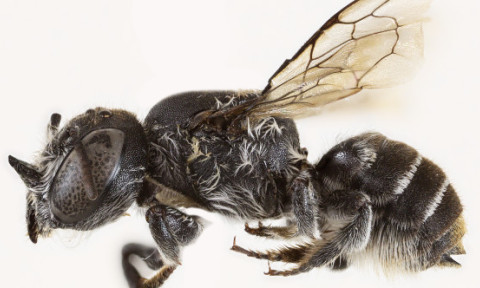 „Albina Lucifer”, noua descoperire din Australia. E neagră și are coarne ca „diavolul”
