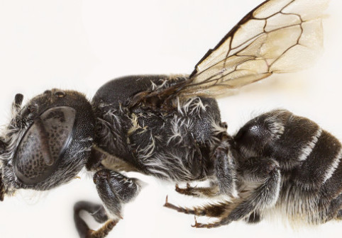 „Albina Lucifer”, noua descoperire din Australia. E neagră și are coarne ca „diavolul”