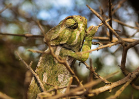 Locuitorii din Florida, terifiați de iguanele care cad din copaci. Motivul pentru care rămân paralizate și par decedate