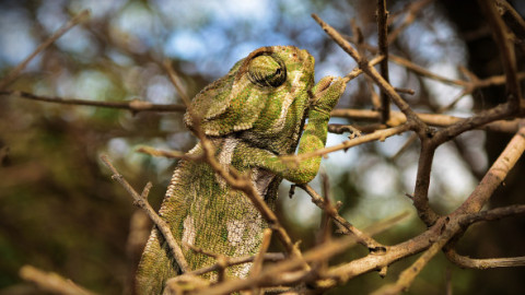Locuitorii din Florida, terifiați de iguanele care cad din copaci. Motivul pentru care rămân paralizate și par decedate