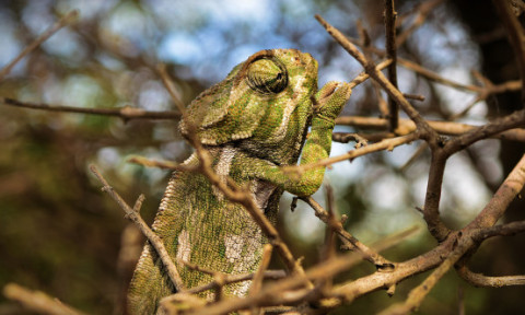 Locuitorii din Florida, terifiați de iguanele care cad din copaci. Motivul pentru care rămân paralizate și par decedate