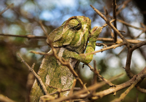 Locuitorii din Florida, terifiați de iguanele care cad din copaci. Motivul pentru care rămân paralizate și par decedate