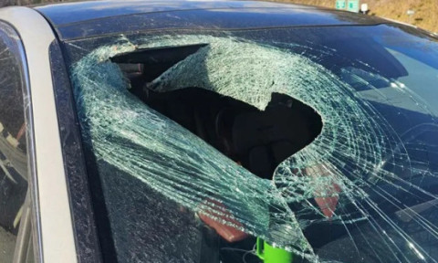 Momentul când un vultur aruncă o pisică în mașina unei șoferițe: „Mi-a spart complet parbrizul”