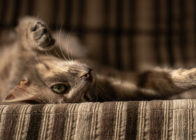 Un studiu inedit dezvăluie o etapă importantă în istoria domesticirii pisicilor. Ce au descoperit cercetătorii