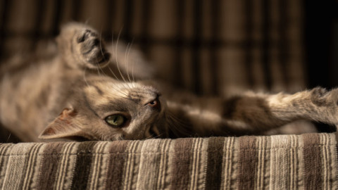 Un studiu inedit dezvăluie o etapă importantă în istoria domesticirii pisicilor. Ce au descoperit cercetătorii