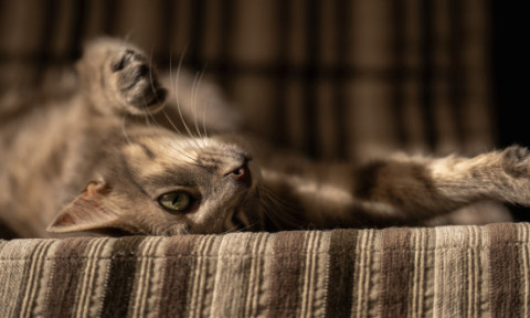 Un studiu inedit dezvăluie o etapă importantă în istoria domesticirii pisicilor. Ce au descoperit cercetătorii