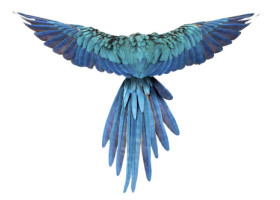 Papagalii albaştri din Brazilia, ameninţaţi cu dispariţia de un virus mortal. Această specie a inspirat filmul de animaţie „Rio”