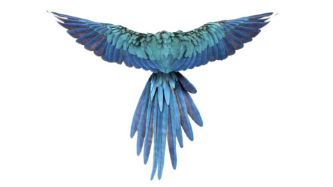 Papagalii albaştri din Brazilia, ameninţaţi cu dispariţia de un virus mortal. Această specie a inspirat filmul de animaţie „Rio”