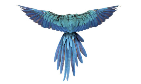 Papagalii albaştri din Brazilia, ameninţaţi cu dispariţia de un virus mortal. Această specie a inspirat filmul de animaţie „Rio”