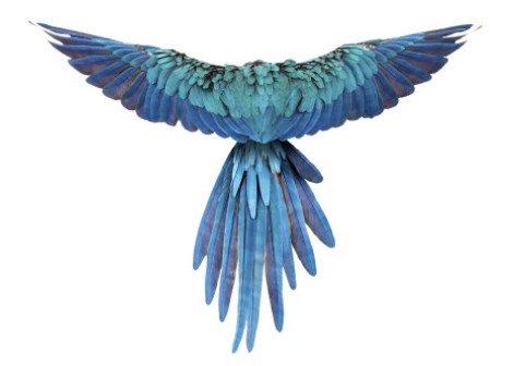 Papagalii albaştri din Brazilia, ameninţaţi cu dispariţia de un virus mortal. Această specie a inspirat filmul de animaţie „Rio”