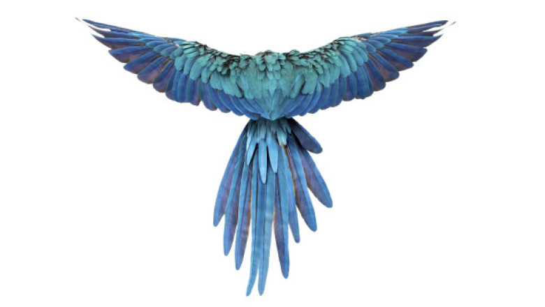 Papagalii albaştri din Brazilia, ameninţaţi cu dispariţia de un virus mortal. Această specie a inspirat filmul de animaţie „Rio”