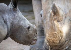 Un pui de rinocer alb s-a născut la o grădină zoologică din Valencia. Este primul în aproape două decenii